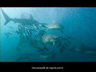 Une escouade de requins cuivre.  
