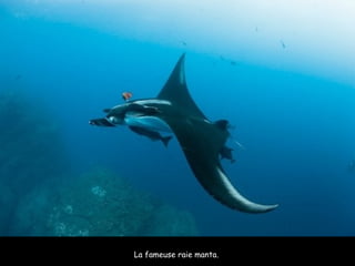 La fameuse raie manta.  