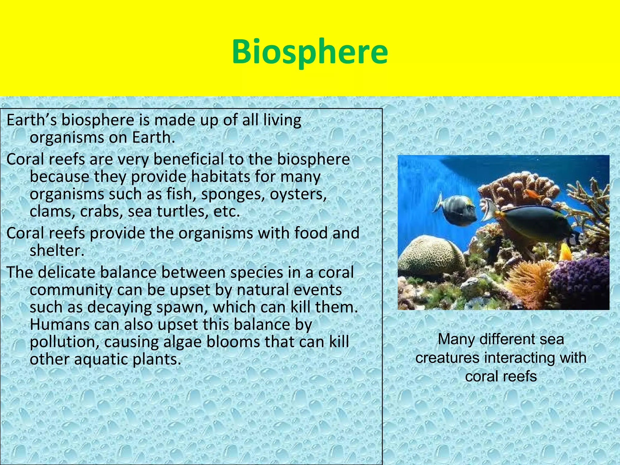 Biosphere
Earth’s biosphere is made up of all living
   organisms on Earth.
Coral reefs are very beneficial to the biosphere
   because they provide habitats for many
   organisms such as fish, sponges, oysters,
   clams, crabs, sea turtles, etc.
Coral reefs provide the organisms with food and
   shelter.
The delicate balance between species in a coral
   community can be upset by natural events
   such as decaying spawn, which can kill them.
   Humans can also upset this balance by
   pollution, causing algae blooms that can kill      Many different sea
   other aquatic plants.                           creatures interacting with
                                                          coral reefs
 