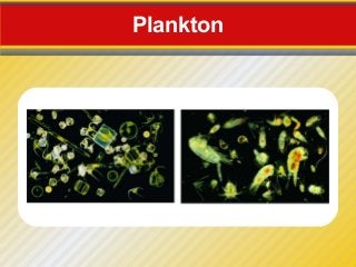 Plankton
 