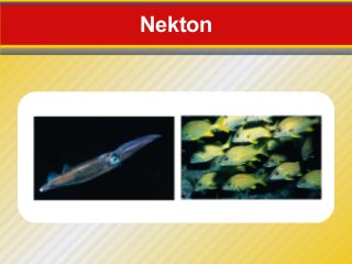 Nekton
 