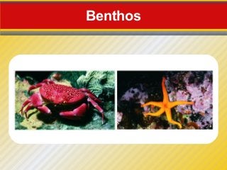 Benthos
 
