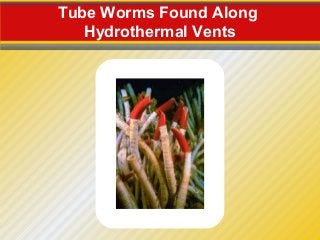 Tube Worms Found Along
   Hydrothermal Vents
 