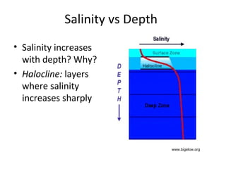 Salinity vs Depth
• Salinity increases
with depth? Why?
• Halocline: layers
where salinity
increases sharply
www.bigelow.org
 