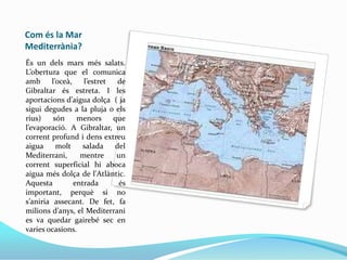 Com és la Mar
Mediterrània?
És un dels mars més salats.
L’obertura que el comunica
amb
l’oceà,
l’estret
de
Gibraltar és estreta. I les
aportacions d’aigua dolça ( ja
sigui degudes a la pluja o els
rius)
són
menors
que
l’evaporació. A Gibraltar, un
corrent profund i dens extreu
aigua
molt
salada
del
Mediterrani,
mentre
un
corrent superficial hi aboca
aigua més dolça de l'Atlàntic.
Aquesta
entrada
és
important, perquè si no
s’aniria assecant. De fet, fa
milions d’anys, el Mediterrani
es va quedar gairebé sec en
varies ocasions.

 