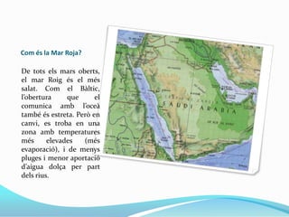 Com és la Mar Roja?
De tots els mars oberts,
el mar Roig és el més
salat. Com el Bàltic,
l’obertura
que
el
comunica amb l’oceà
també és estreta. Però en
canvi, es troba en una
zona amb temperatures
més
elevades
(més
evaporació), i de menys
pluges i menor aportació
d’aigua dolça per part
dels rius.

 