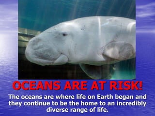 OCEANS ARE AT RISK! 
The oceans are where life on Earth began and they continue to be the home to an incredibly diverse range of life.  