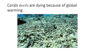 Corals ปะการัง are dying because of global
warming
 
