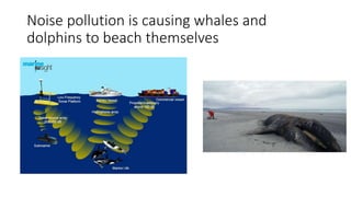 Noise pollution is causing whales and
dolphins to beach themselves
 