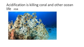 Acidification is killing coral and other ocean
life กรด
 
