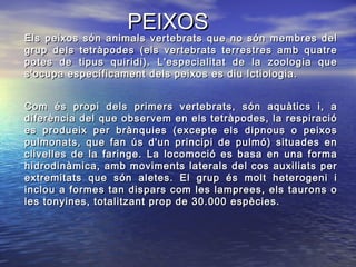 PEIXOSPEIXOS
Els peixos són animals vertebrats que no són membres delEls peixos són animals vertebrats que no són membres del
grup dels tetràpodes (els vertebrats terrestres amb quatregrup dels tetràpodes (els vertebrats terrestres amb quatre
potes de tipus quiridi). L'especialitat de la zoologia quepotes de tipus quiridi). L'especialitat de la zoologia que
s'ocupa específicament dels peixos es diu Ictiologia.s'ocupa específicament dels peixos es diu Ictiologia.
Com és propi dels primers vertebrats, són aquàtics i, aCom és propi dels primers vertebrats, són aquàtics i, a
diferència del que observem en els tetràpodes, la respiraciódiferència del que observem en els tetràpodes, la respiració
es produeix per brànquies (excepte els dipnous o peixoses produeix per brànquies (excepte els dipnous o peixos
pulmonats, que fan ús d'un principi de pulmó) situades enpulmonats, que fan ús d'un principi de pulmó) situades en
clivelles de la faringe. La locomoció es basa en una formaclivelles de la faringe. La locomoció es basa en una forma
hidrodinàmica, amb moviments laterals del cos auxiliats perhidrodinàmica, amb moviments laterals del cos auxiliats per
extremitats que són aletes. El grup és molt heterogeni iextremitats que són aletes. El grup és molt heterogeni i
inclou a formes tan dispars com les lamprees, els taurons oinclou a formes tan dispars com les lamprees, els taurons o
les tonyines, totalitzant prop de 30.000 espècies.les tonyines, totalitzant prop de 30.000 espècies.
 
