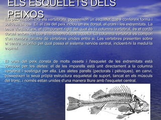 ELS ESQUELETS DELSELS ESQUELETS DELS
PEIXOSPEIXOSEls peixos, com tots els vertebrats, posseeixen un esquelet que li confereix forma iEls peixos, com tots els vertebrats, posseeixen un esquelet que li confereix forma i
solidesa al cos. En el cas del peix inclou un eix dorsal, el crani i les extremitats. Lasolidesa al cos. En el cas del peix inclou un eix dorsal, el crani i les extremitats. La
base d'aquest eix, el component rígid del qual és la columna vertebral, és el cordóbase d'aquest eix, el component rígid del qual és la columna vertebral, és el cordó
dorsal entorn del que s'ha desenvolupat aquella. La columna vertebral es compondorsal entorn del que s'ha desenvolupat aquella. La columna vertebral es compon
d'un nombre variable de vèrtebres unides entre si. Les vertebres presenten sobred'un nombre variable de vèrtebres unides entre si. Les vertebres presenten sobre
el centre un orifici pel qual passa el sistema nerviós central, incloent-hi la medul·lael centre un orifici pel qual passa el sistema nerviós central, incloent-hi la medul·la
espinal.espinal.
El crani del peix consta de molts ossets i l'esquelet de les extremitats estàEl crani del peix consta de molts ossets i l'esquelet de les extremitats està
compost per les aletes: el de les imparells està unit directament a la columnacompost per les aletes: el de les imparells està unit directament a la columna
vertebral i sostingut per ella. Les aletes parells (pectorals i pèlviques), en canvi,vertebral i sostingut per ella. Les aletes parells (pectorals i pèlviques), en canvi,
posseeixen la seua pròpia estructura esqueletal de suport, tancat en els músculsposseeixen la seua pròpia estructura esqueletal de suport, tancat en els músculs
del tronc, i només estan unides d'una manera lliure amb l'esquelet central.del tronc, i només estan unides d'una manera lliure amb l'esquelet central.
 