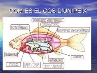 COM ES EL COS D’UN PEIXCOM ES EL COS D’UN PEIX
 