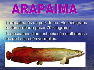 L’arapaima és un peix de riu. Els més gransL’arapaima és un peix de riu. Els més grans
poden arribar a pesar 70 kilograms.poden arribar a pesar 70 kilograms.
Les escames d’aquest peix són molt dures iLes escames d’aquest peix són molt dures i
les de la cua són vermelles.les de la cua són vermelles.
 