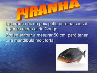 La piranha és un peix petit, però ha causatLa piranha és un peix petit, però ha causat
algunes morts al riu Congo.algunes morts al riu Congo.
Poden arribar a mesurar 50 cm, però tenenPoden arribar a mesurar 50 cm, però tenen
una mandíbula molt forta.una mandíbula molt forta.
 