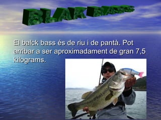 El balck bass és de riu i de pantà. PotEl balck bass és de riu i de pantà. Pot
arribar a ser aproximadament de gran 7,5arribar a ser aproximadament de gran 7,5
kilograms.kilograms.
 