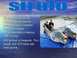 El sirulo no té dents,El sirulo no té dents,
s’empassa les sevess’empassa les seves
preses vives o mortespreses vives o mortes
inclus ha matatinclus ha matat
persones,més o menyspersones,més o menys
180 a l’any.180 a l’any.
Pot arribar a mesurar 7m iPot arribar a mesurar 7m i
pesar uns 370 kilos elspesar uns 370 kilos els
més grans.més grans.
 