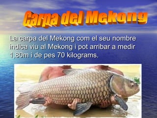 La carpa del Mekong com el seu nombreLa carpa del Mekong com el seu nombre
indica viu al Mekong i pot arribar a medirindica viu al Mekong i pot arribar a medir
1,80m i de pes 70 kilograms.1,80m i de pes 70 kilograms.
 