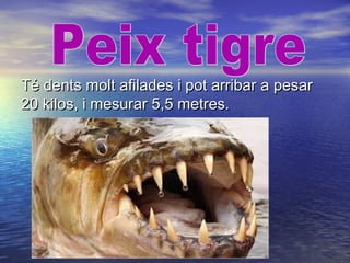 Té dents molt afilades i pot arribar a pesarTé dents molt afilades i pot arribar a pesar
20 kilos, i mesurar 5,5 metres.20 kilos, i mesurar 5,5 metres.
 
