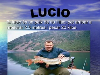 El lucio és un peix de riu i llac, pot arribar aEl lucio és un peix de riu i llac, pot arribar a
mesurar 2,5 metres i pesar 20 kilosmesurar 2,5 metres i pesar 20 kilos
 