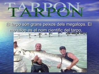 El tarpo són grans peixos dels megalops. ElEl tarpo són grans peixos dels megalops. El
megalop es el nom cientific del tarpo,megalop es el nom cientific del tarpo,
 