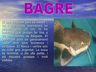 El cos d’aquest peix és esbelt i,El cos d’aquest peix és esbelt i,
tot i que molts exemplars notot i que molts exemplars no
passen dels 25 cm, hi hapassen dels 25 cm, hi ha
individus que podien fer fins aindividus que podien fer fins a
50 centímetres de llargada. El50 centímetres de llargada. El
color del dors és generalmentcolor del dors és generalment
fosca amb tons brunencs ifosca amb tons brunencs i
verdosos. El flancs i ventre sónverdosos. El flancs i ventre són
de color gris argentat. La bocade color gris argentat. La boca
és terminal, a els ulls petits, iés terminal, a els ulls petits, i
els escates grosses i moltels escates grosses i molt
visiblesvisibles
 