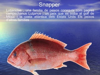 Snapper
Lutjanidae , una família de peixos coneguts com pagres
campechanus Lutjanus , un peix que es troba al golf de
Mèxic i la costa atlàntica dels Estats Units Els peixos
d'altres famílies
 
