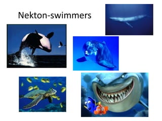 Nekton-swimmers
 