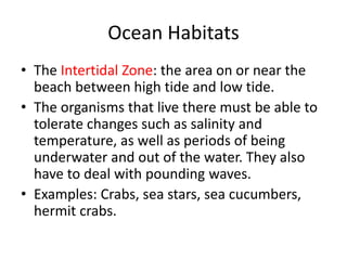 Ocean Habitats
• The Intertidal Zone: the area on or near the
beach between high tide and low tide.
• The organisms that live there must be able to
tolerate changes such as salinity and
temperature, as well as periods of being
underwater and out of the water. They also
have to deal with pounding waves.
• Examples: Crabs, sea stars, sea cucumbers,
hermit crabs.
 