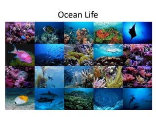 Ocean Life
 