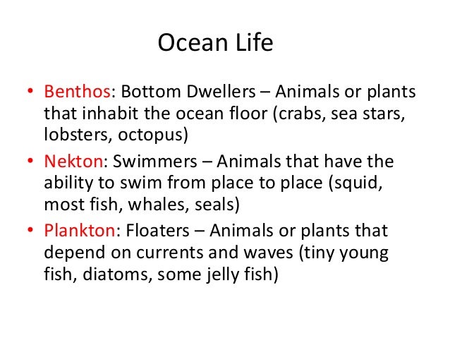 relationship between plankton and ocean currents Unesco – eolss sample chapters marine ecology – ocean currents and their impact on marine life - m merino and m a monreal-gómez ©encyclopedia of life support systems (eolss). relationship between plankton and ocean currents Unesco – eolss sample chapters marine ecology – ocean currents and their impact on marine life - m merino and m a monreal-gómez ©encyclopedia of life support systems (eolss).