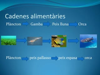 Cadenes alimentàries
Plàncton Gamba Peix lluna Orca
Plàncton peix pallasso peix espasa orca
 