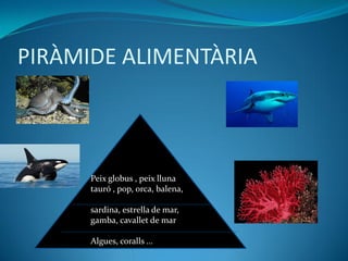 PIRÀMIDE ALIMENTÀRIA
Peix globus , peix lluna
tauró , pop, orca, balena,
sardina, estrella de mar,
gamba, cavallet de mar
Algues, coralls ...
 