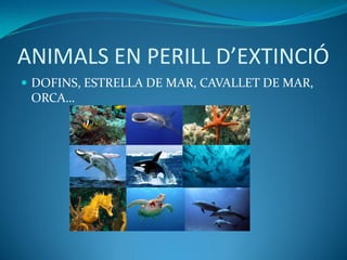 ANIMALS EN PERILL D’EXTINCIÓ
 DOFINS, ESTRELLA DE MAR, CAVALLET DE MAR,
ORCA…
 