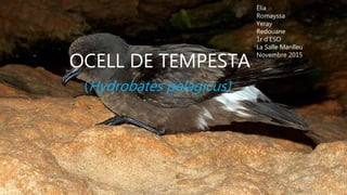 OCELL DE TEMPESTA
(Hydrobates pelagicus)
Èlia
Romayssa
Yeray
Redouane
1r d’ESO
La Salle Manlleu
Novembre 2015
 