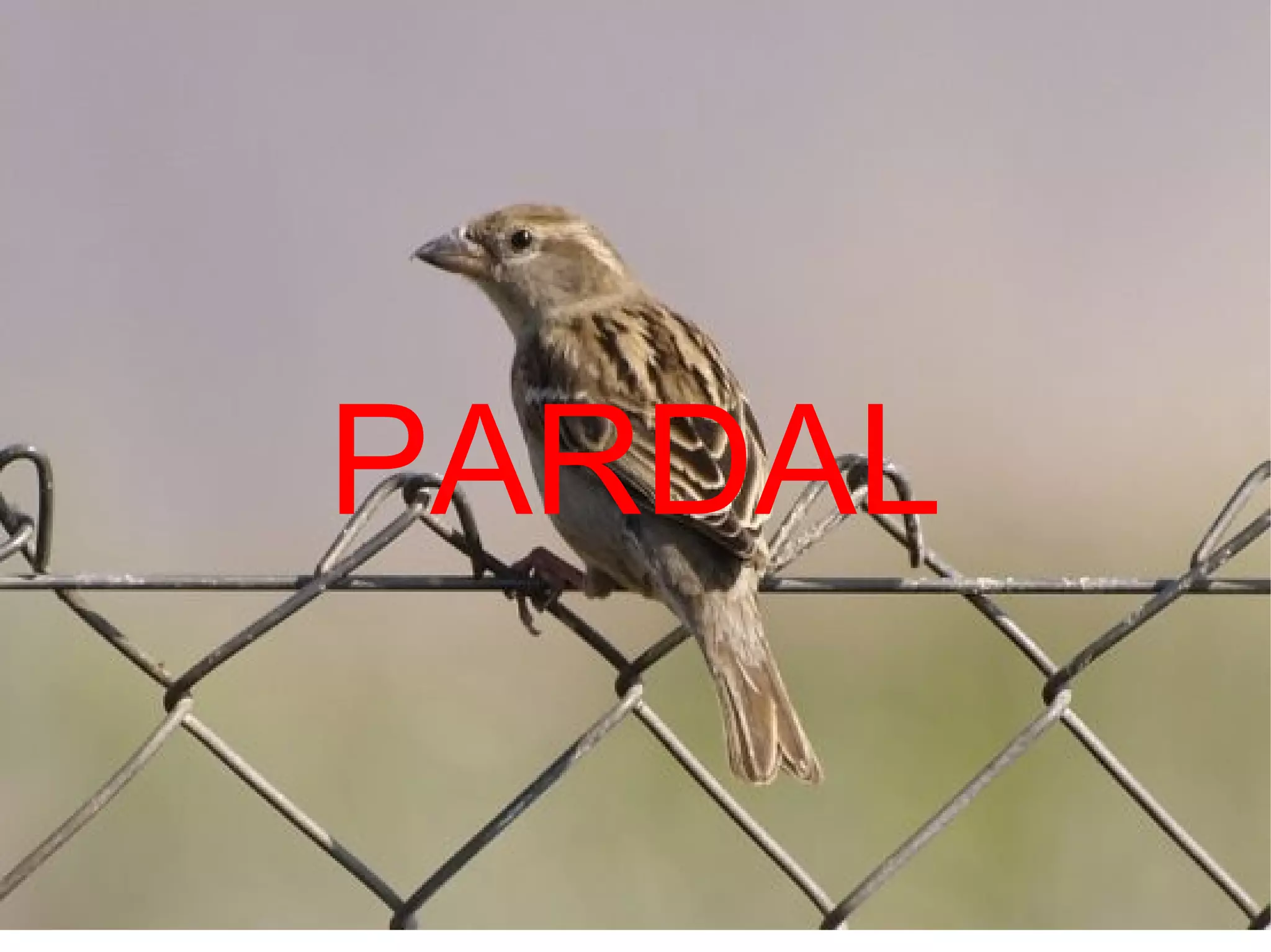 PARDAL
 
