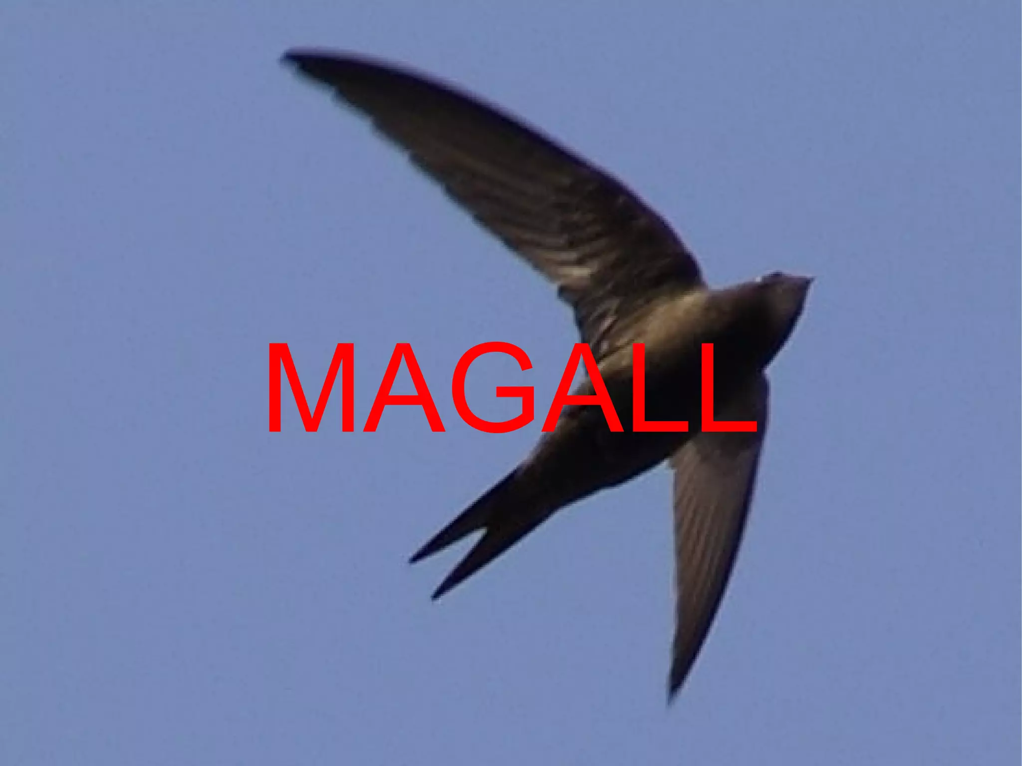 MAGALL
 