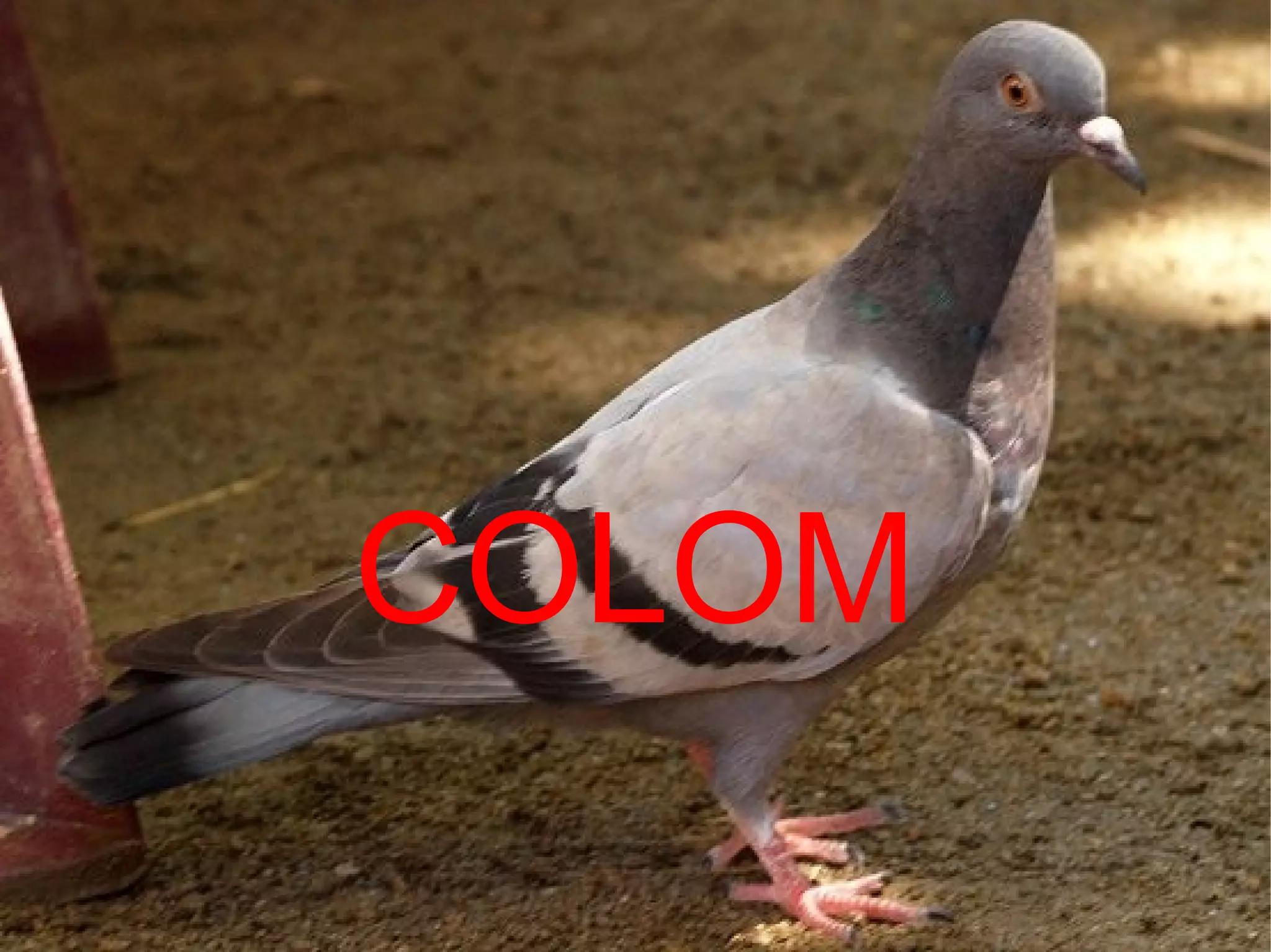COLOM
 