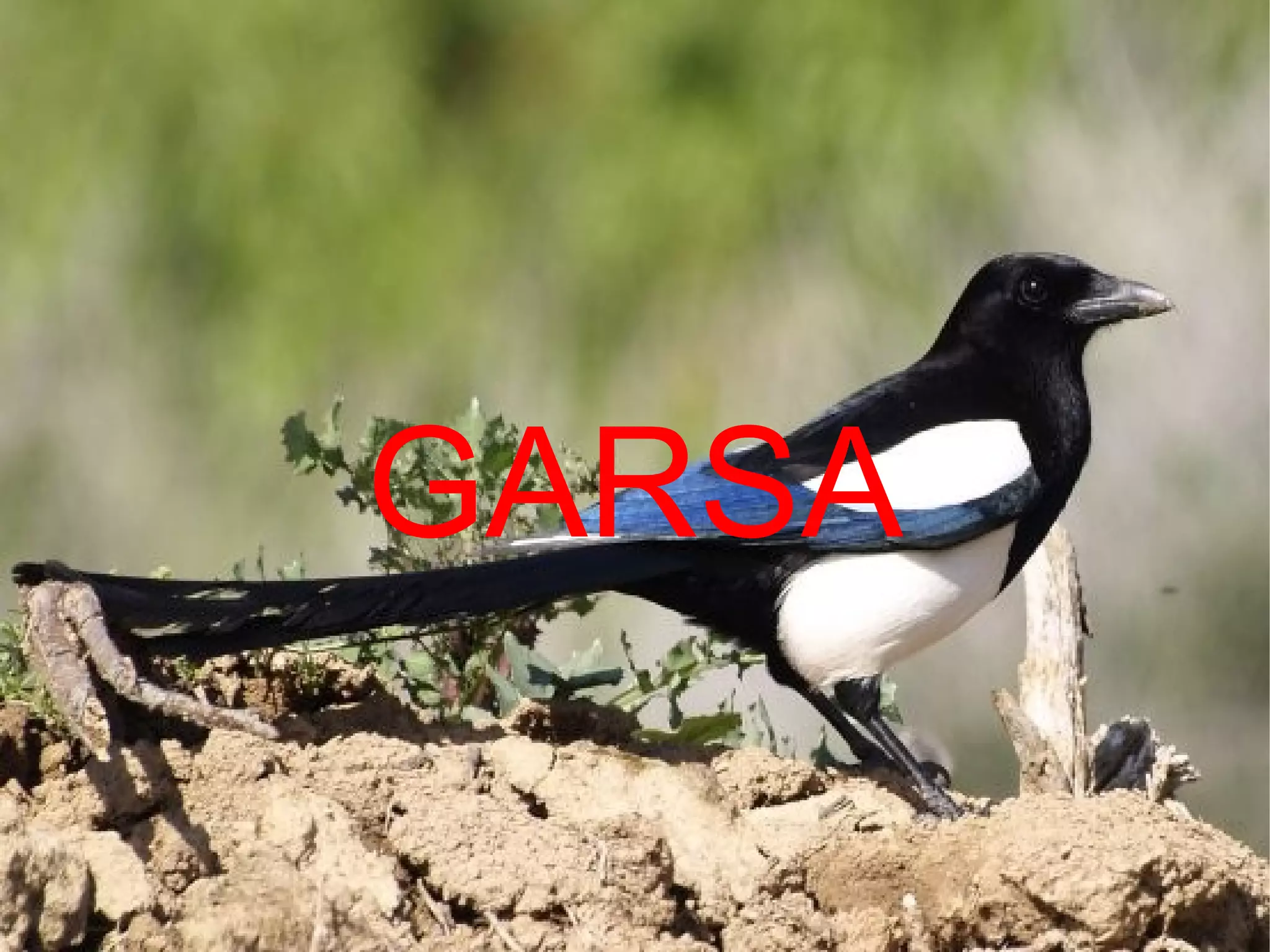 GARSA
 