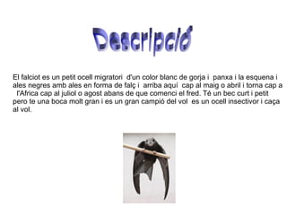 El falciot es un petit ocell migratori  d'un color blanc de gorja i  panxa i la esquena i  ales negres amb ales en forma de falç i  arriba aquí  cap al maig o abril i torna cap a  l'Africa cap al juliol o agost abans de que comenci el fred. Té un bec curt i petit pero te una boca molt gran i es un gran campió del vol  es un ocell insectivor i caça al vol. Descripció 