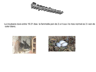 La incubacio dura entre 19 21 dias  la fammella pon de 2 a 4 ous i lo mes normal es 3 i son de  color blanc. Reproducció 