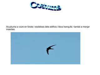 Acustuma a viure en forats i escletxes dels edificis i llocs tranquils i també a menjar insectes. Costums 