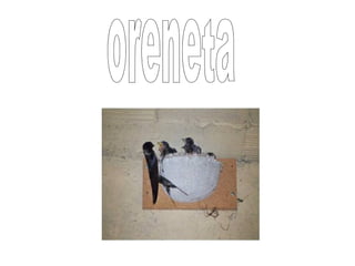 oreneta 