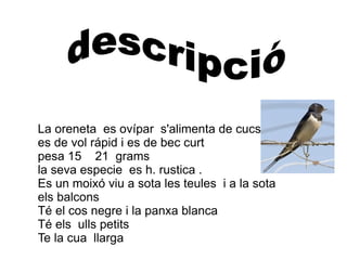 La oreneta  es ovípar  s'alimenta de cucs  es de vol rápid i es de bec curt pesa 15  21  grams la seva especie  es h. rustica . Es un moixó viu a sota les teules  i a la sota els balcons  Té el cos negre i la panxa blanca Té els  ulls petits Te la cua  llarga descripció 