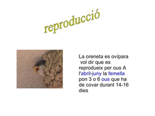 La oreneta es ovípara  vol dir que es reprodueix per ous  A l' abril - juny  la  femella  pon 3 o 6  ous  que ha de covar durant 14-16 dies reproducció 