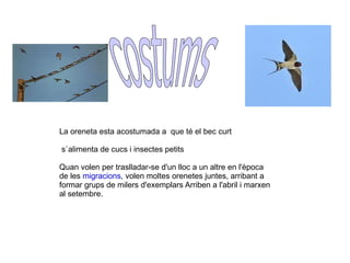 La oreneta esta acostumada a  que té el bec curt s`alimenta de cucs i insectes petits Quan volen per traslladar-se d'un lloc a un altre en l'època de les  migracions , volen moltes orenetes juntes, arribant a formar grups de milers d'exemplars Arriben a l'abril i marxen al setembre. costums 