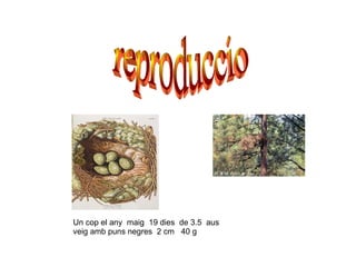 Un cop el any  maig  19 dies  de 3.5  aus  veig amb puns negres  2 cm  40 g reproduccio  