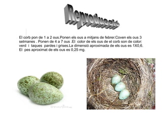 El corb pon de 1 a 2 ous.Ponen els ous a mitjans de febrer.Coven els ous 3 setmanes . Ponen de 4 a 7 ous .El  color de els ous de el corb son de color: verd  i  taques  pardes i grises.La dimensió aproximada de els ous es 1X0,6. El  pes aproximat de els ous es 0,25 mg. Reproducció 