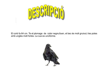 El corb fa 64 cm. Te el plomage  de  color negre,lluen, el bec és molt gruixut,i les potes  amb ungles molt fortes. La cua es unciforme. DESCRIPCIÓ   