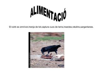 El corb es omnívor,menja de tot,captura cucs de terra,insectes,ratulins,sargantanes. ALIMENTACIÓ   